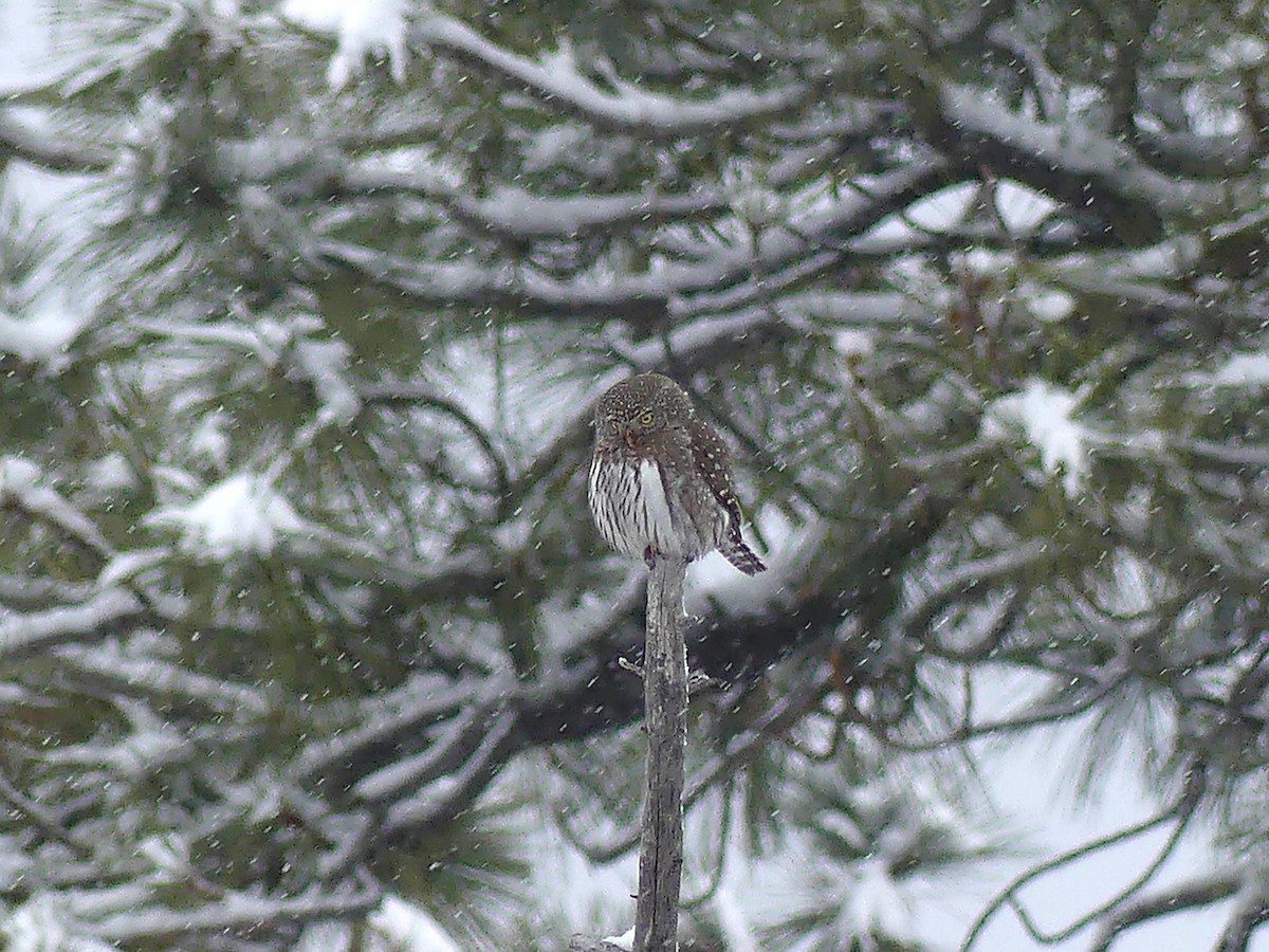 Northern Pygmy-Owl - ML646279045