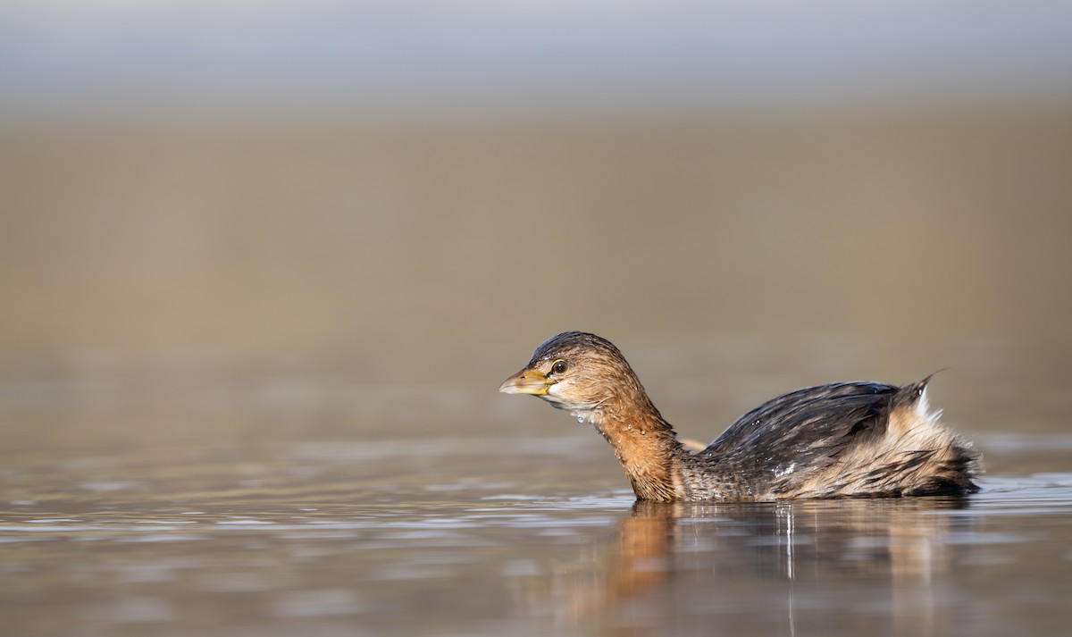 Pied-billed Grebe - ML646279046