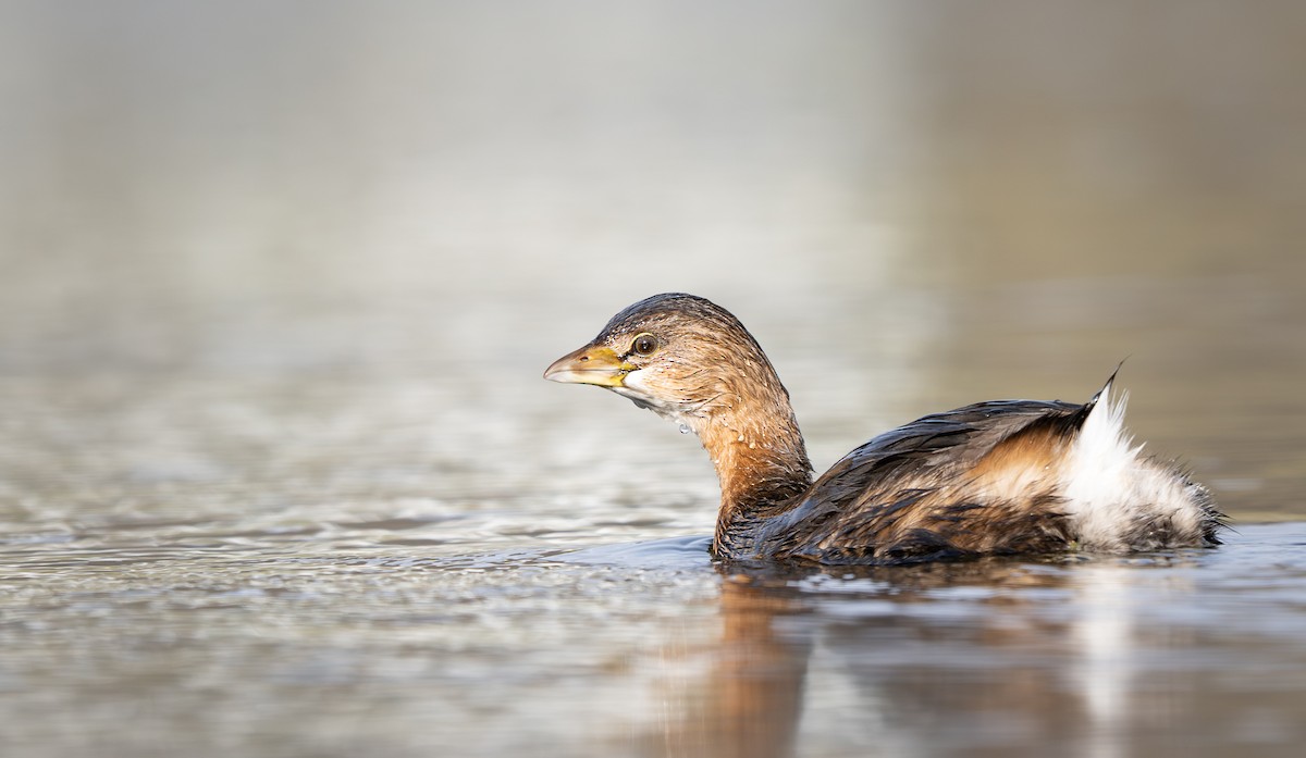 Pied-billed Grebe - ML646279047