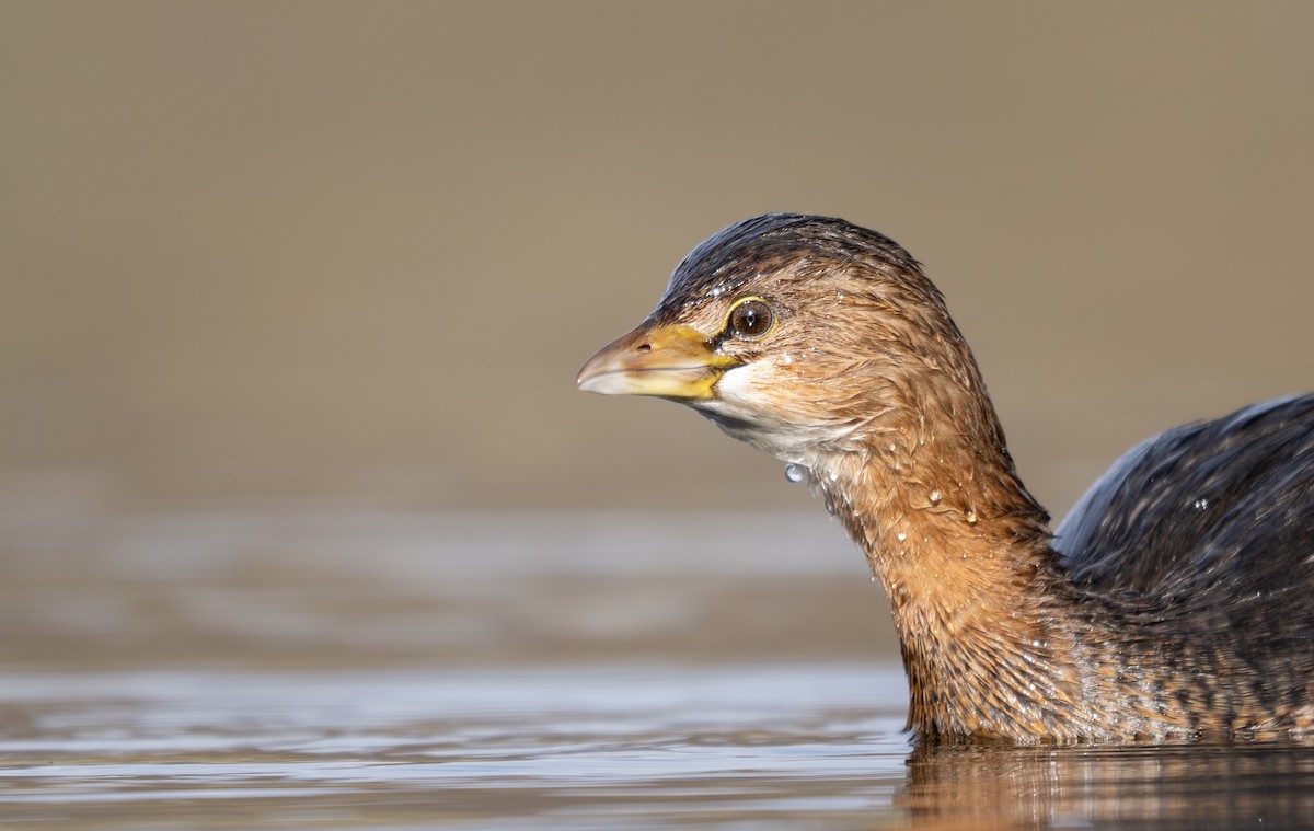 Pied-billed Grebe - ML646279048