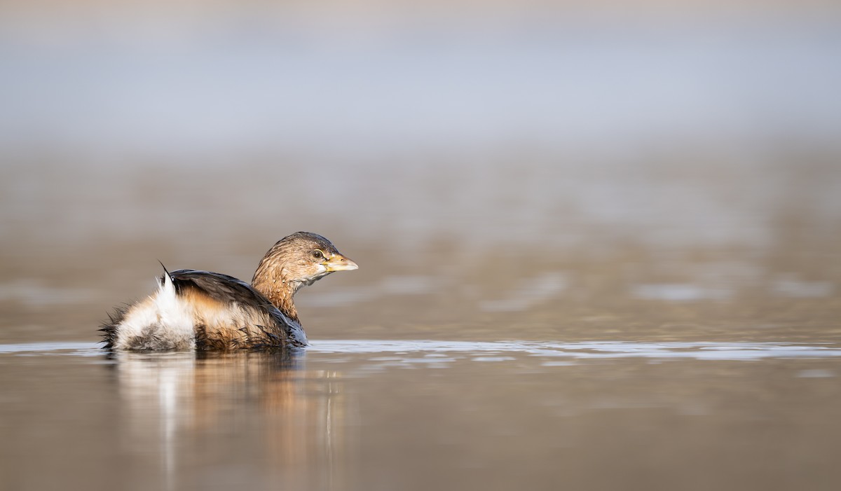 Pied-billed Grebe - ML646279049