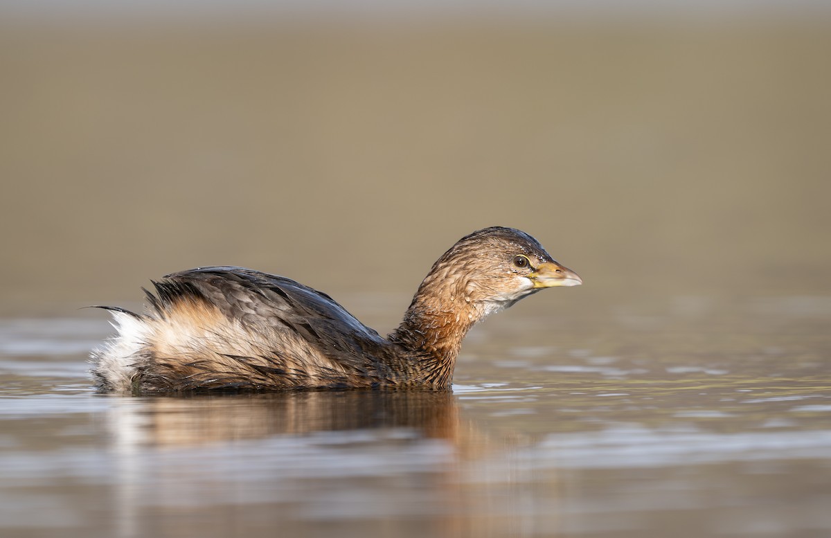 Pied-billed Grebe - ML646279050