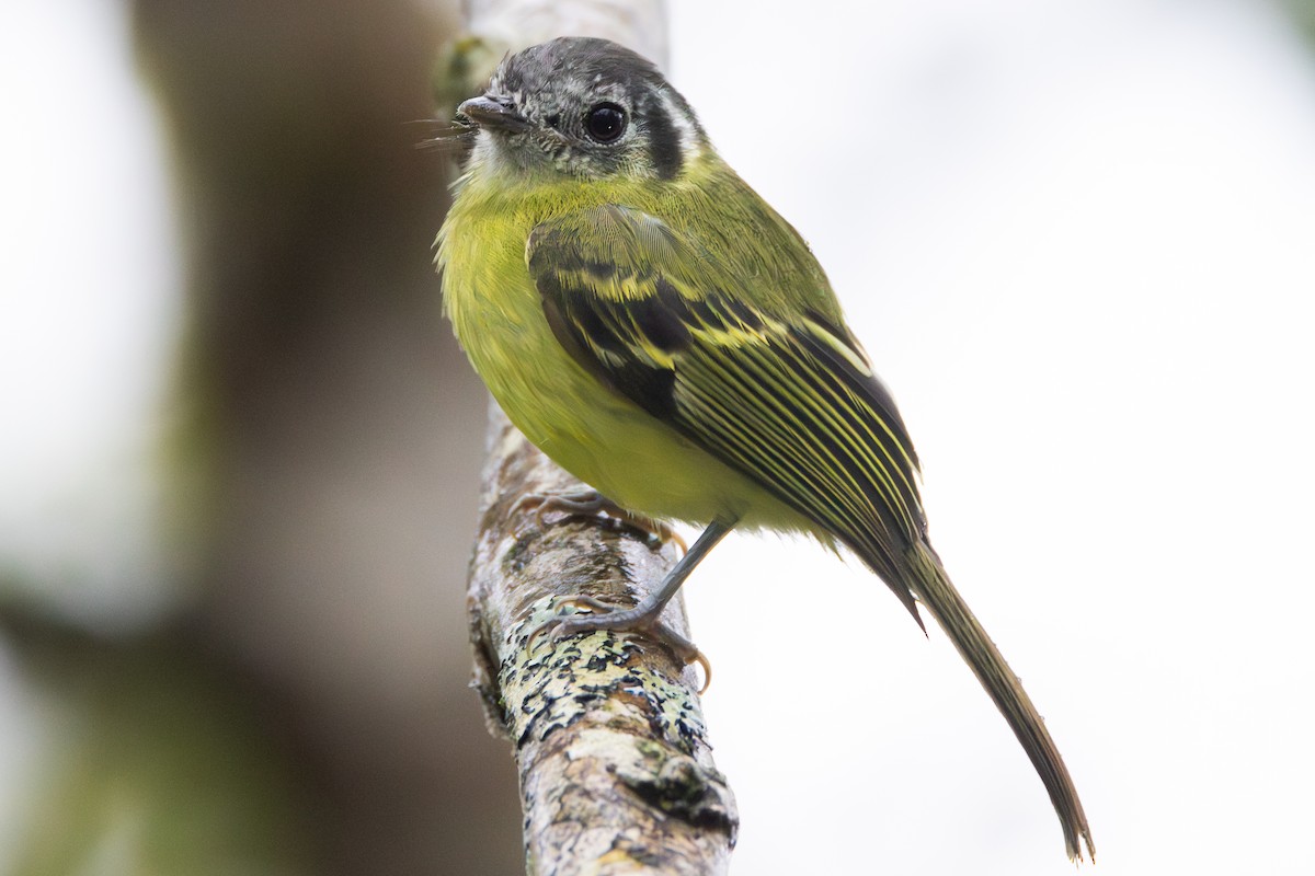 Marble-faced Bristle-Tyrant - ML646279051