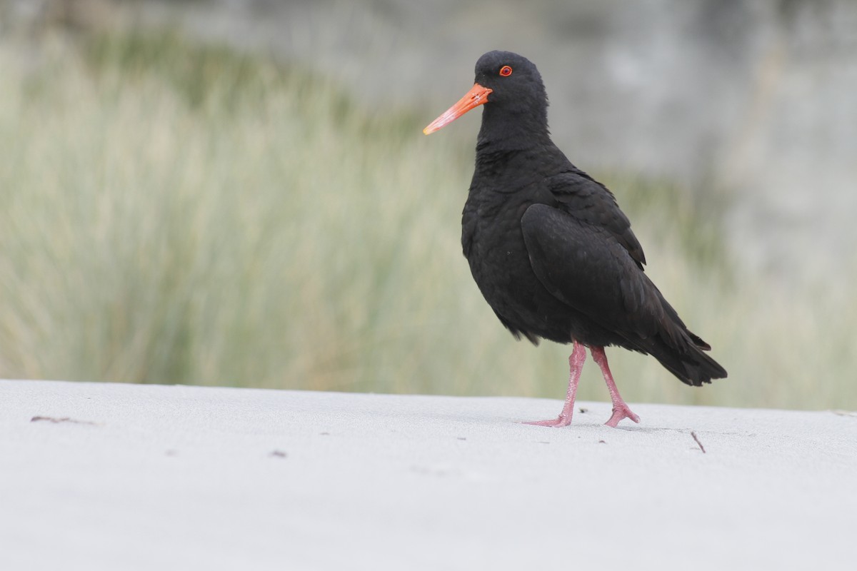 Variable Oystercatcher - ML646279058