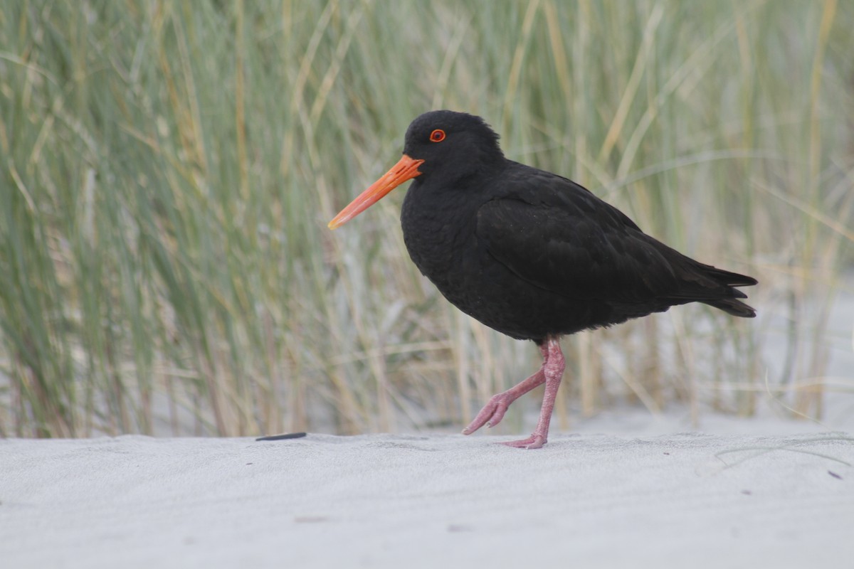 Variable Oystercatcher - ML646279059