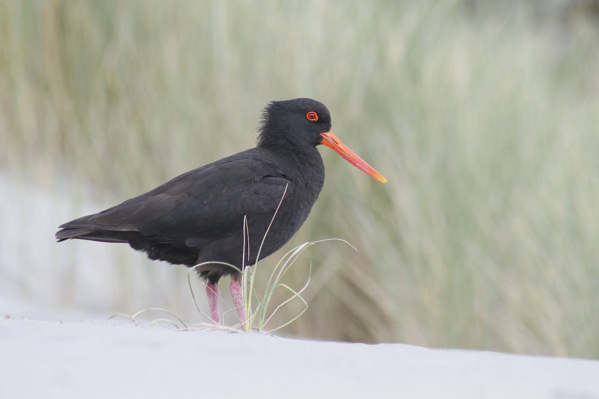 Variable Oystercatcher - ML646279060
