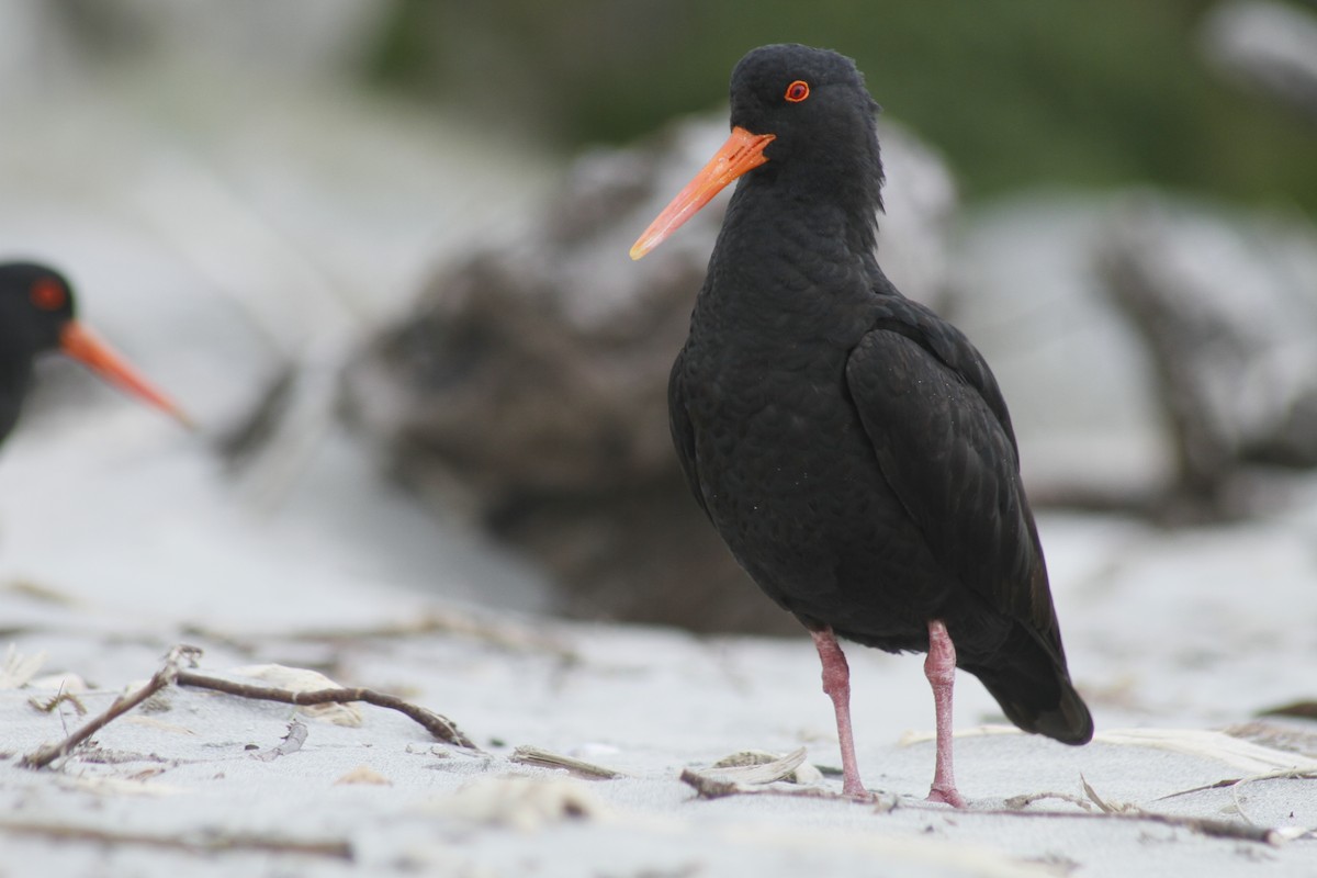Variable Oystercatcher - ML646279061