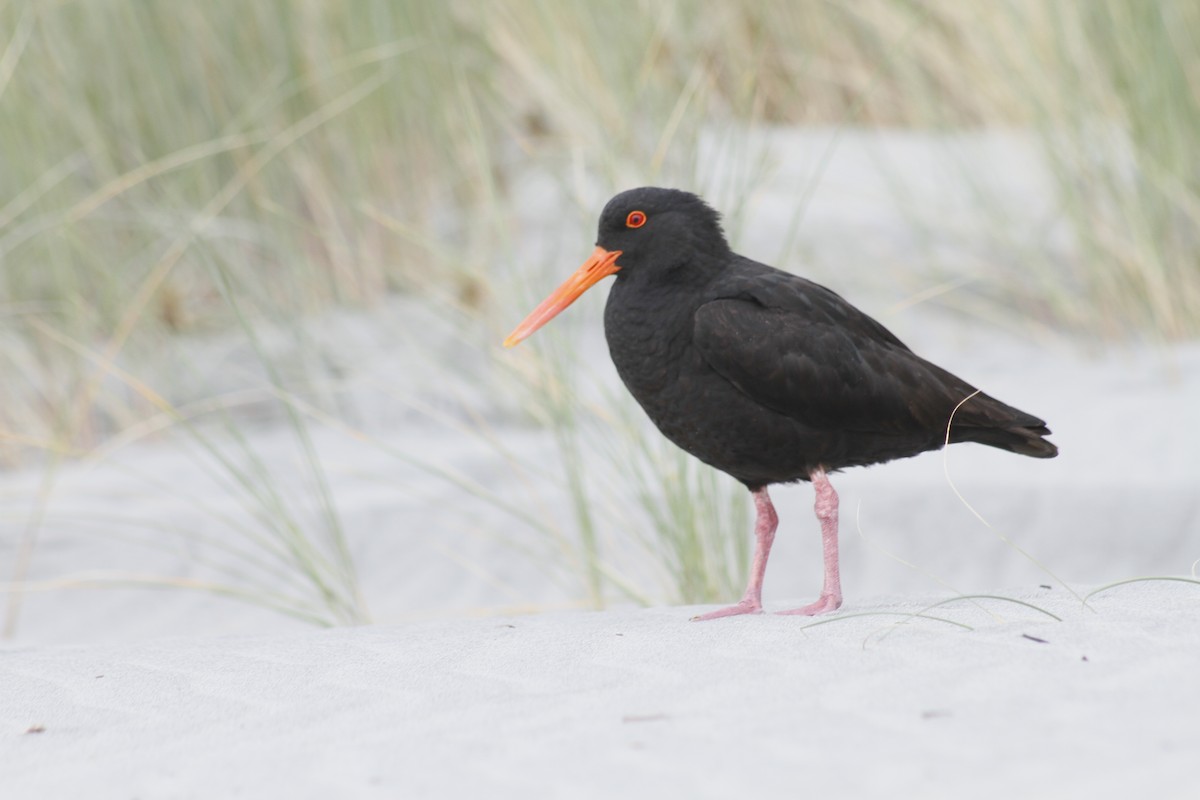 Variable Oystercatcher - ML646279062