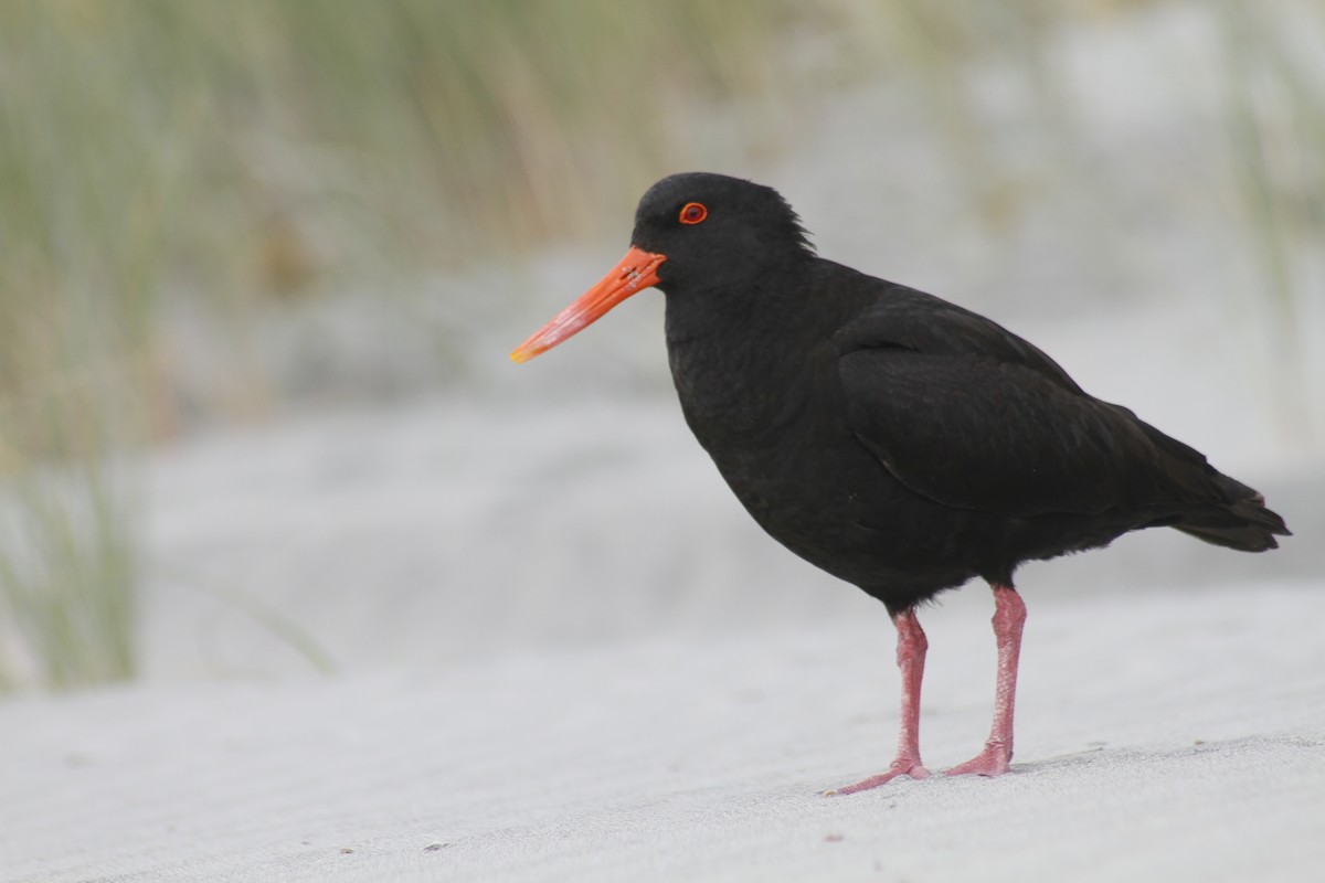 Variable Oystercatcher - ML646279063