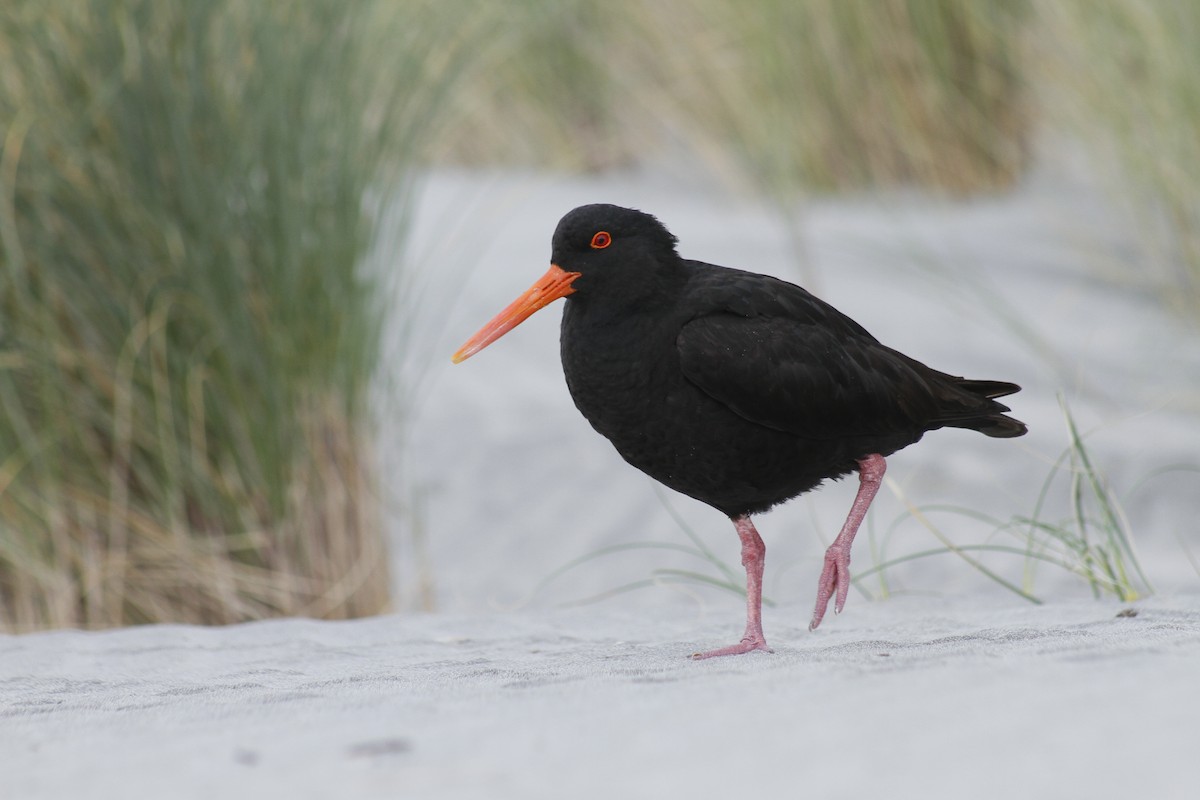 Variable Oystercatcher - ML646279064