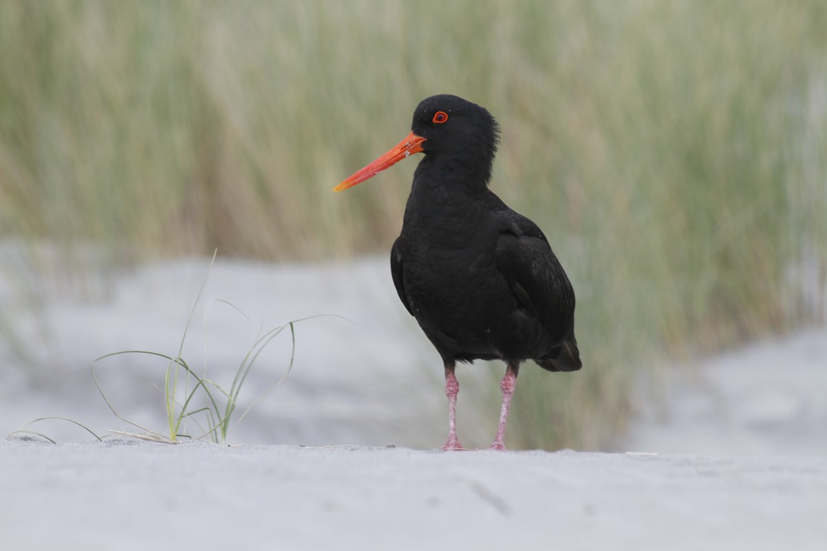 Variable Oystercatcher - ML646279065