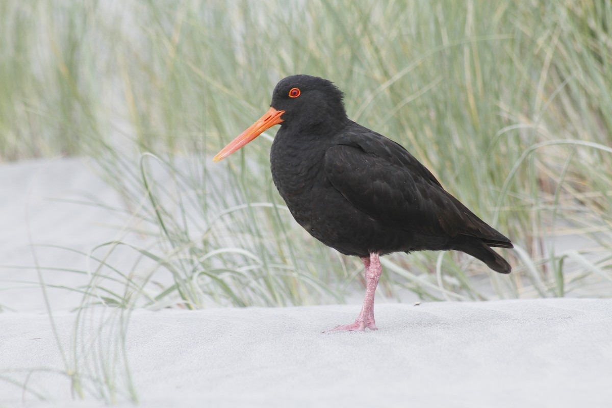 Variable Oystercatcher - ML646279066