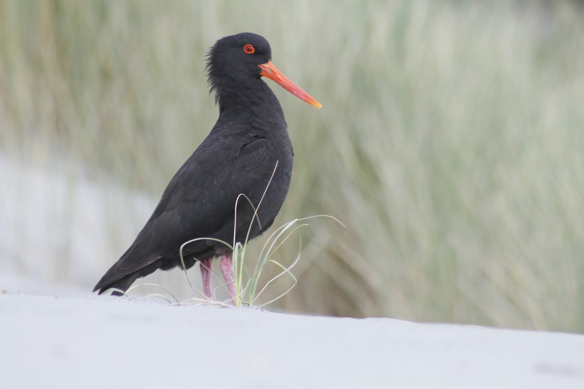 Variable Oystercatcher - ML646279067