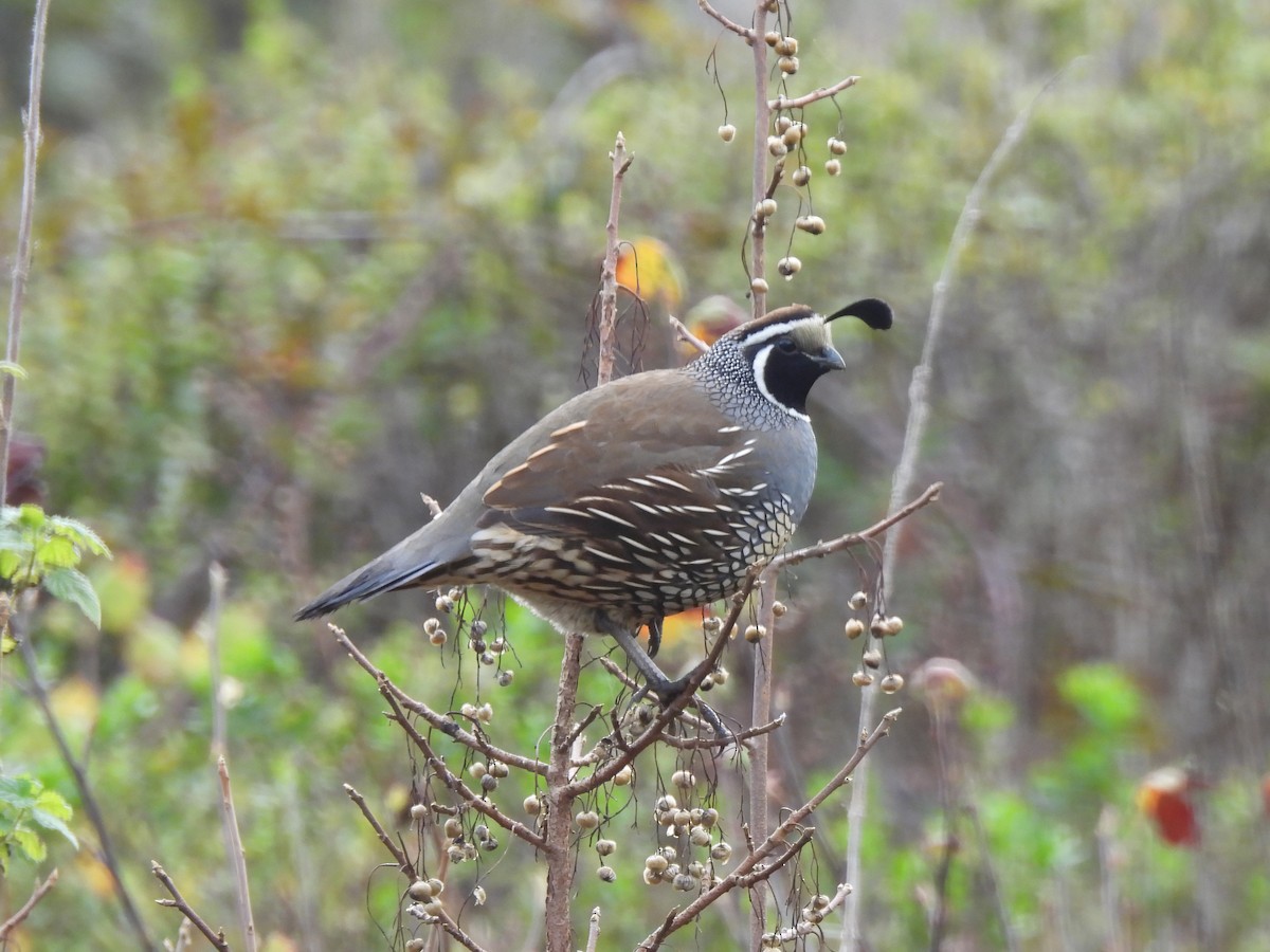 Kaliforniya Kolini - ML646279072