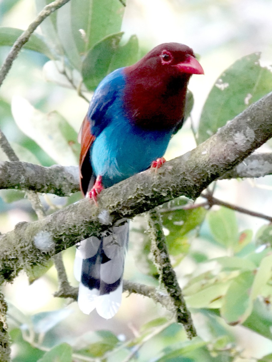 Sri Lanka Blue-Magpie - ML646279102