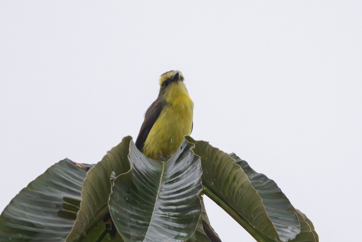 Lemon-browed Flycatcher - ML646279105