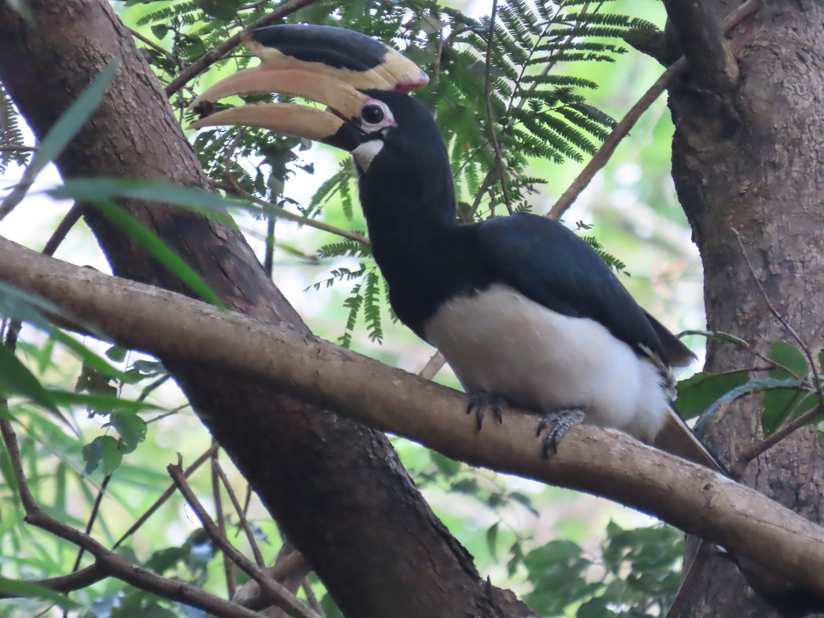 zoborožec malabarský - ML646279106