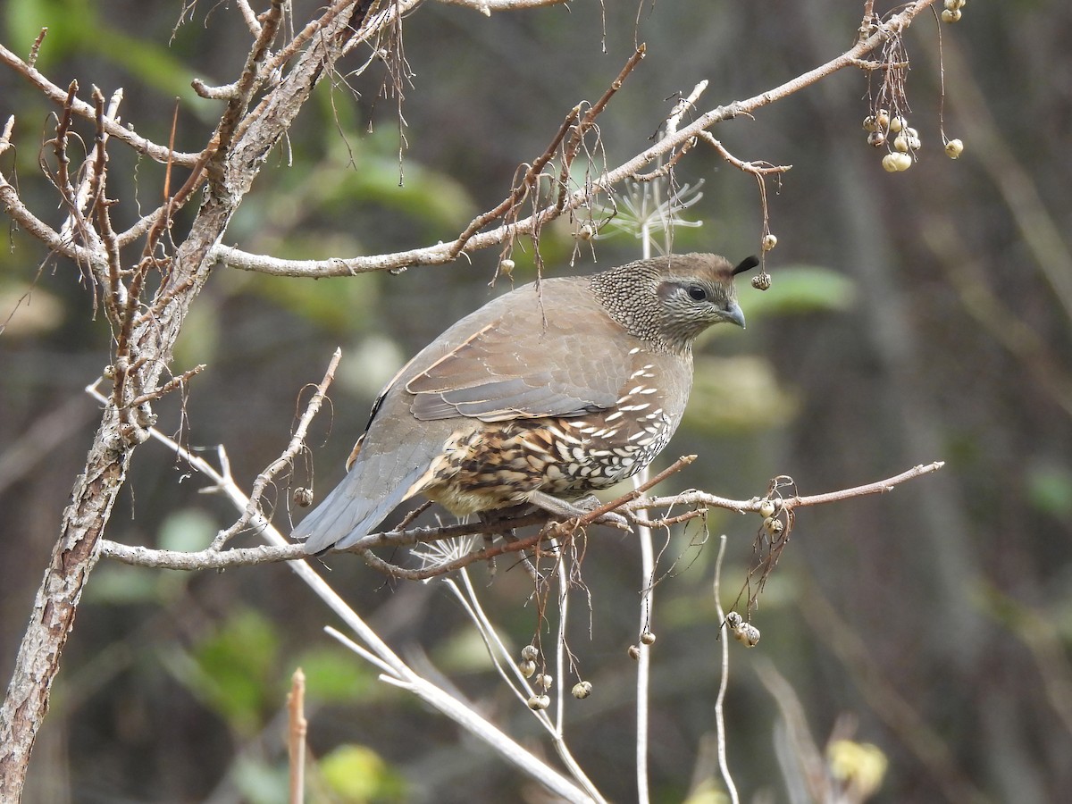 Kaliforniya Kolini - ML646279111