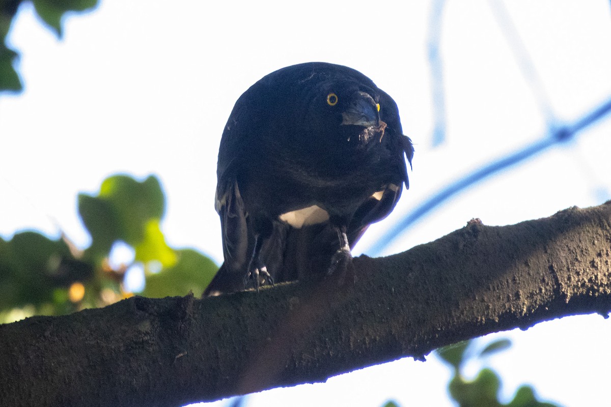 flétňák stračí - ML646279116