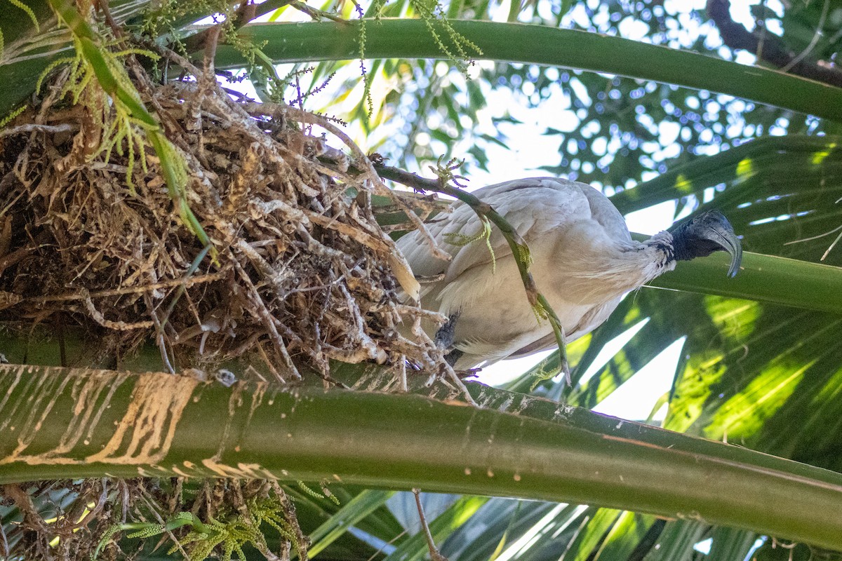 ibis australský - ML646279118