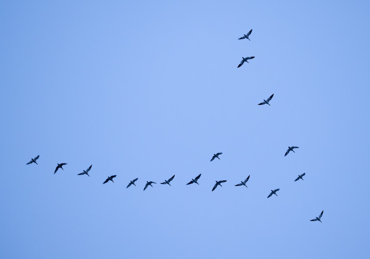 Цасны галуу - ML646279130