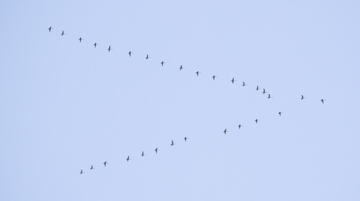 Гунгар хун - ML646279140