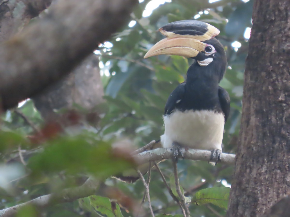 zoborožec malabarský - ML646279147