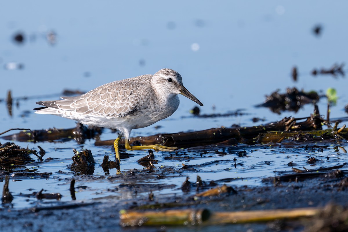 Red Knot - ML646279149