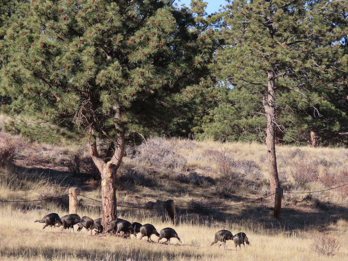 Wild Turkey - ML646279154