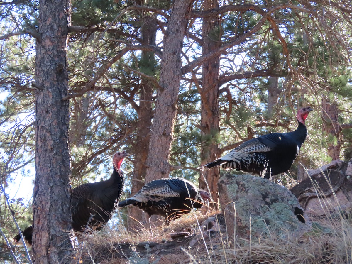 Wild Turkey - ML646279155