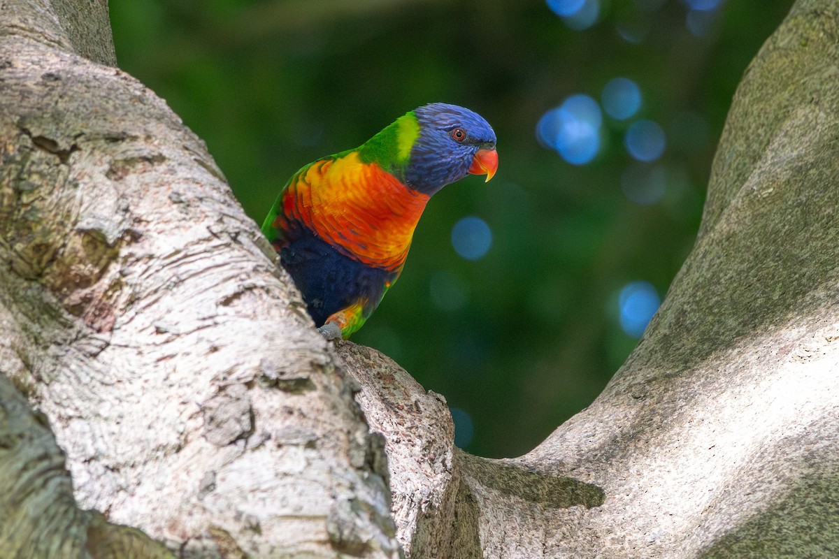 lori duhový - ML646279159