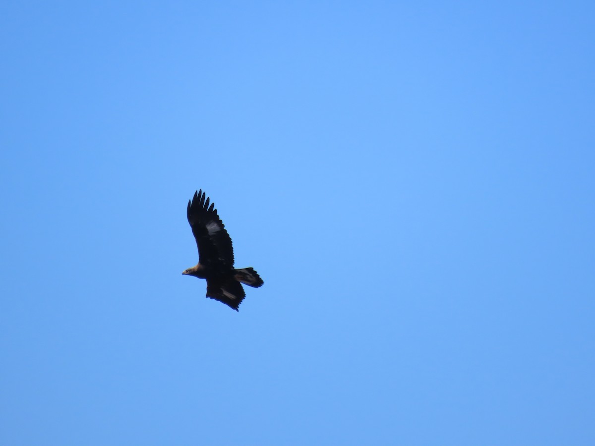 金鵰 - ML646279160