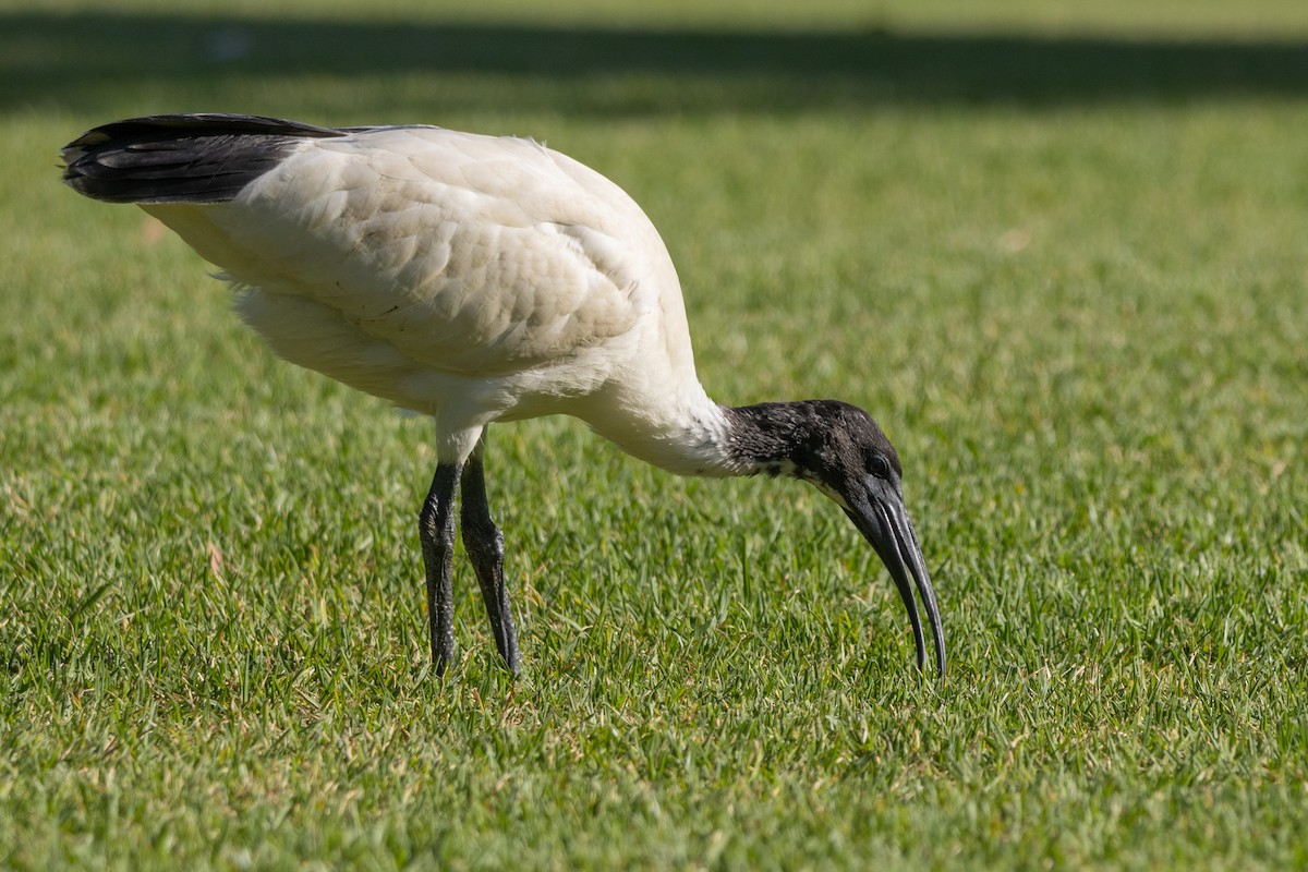 ibis australský - ML646279163