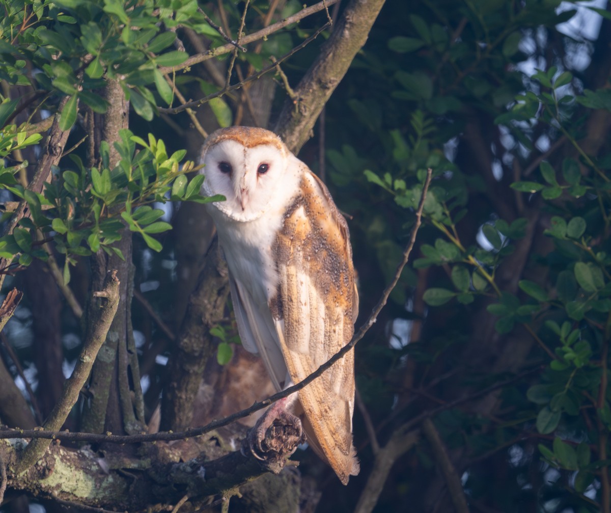 American Barn Owl (American) - ML646279165