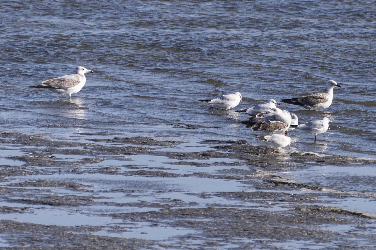Pallas's Gull - ML646279167