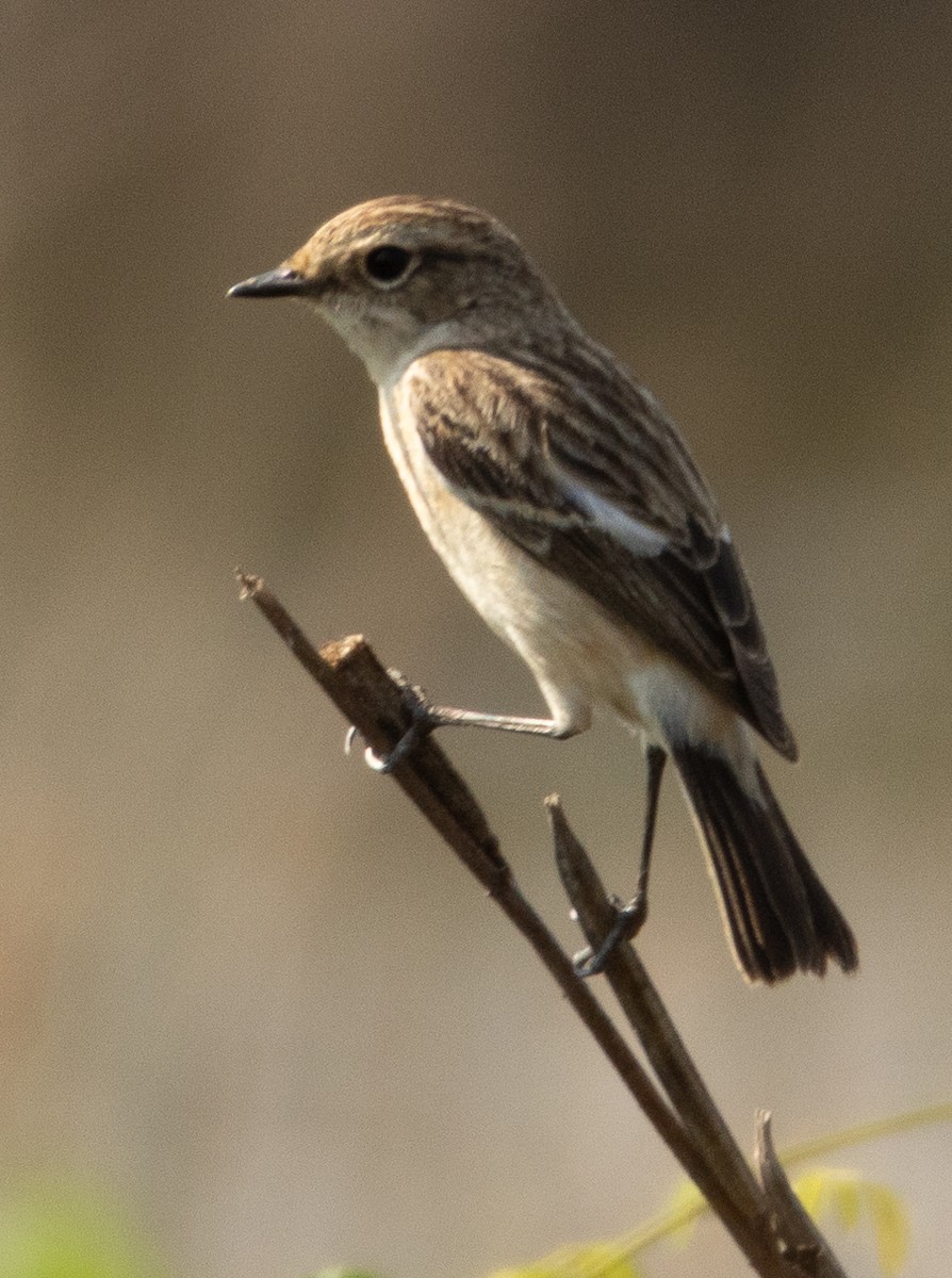 Siberian Stonechat - ML646279186