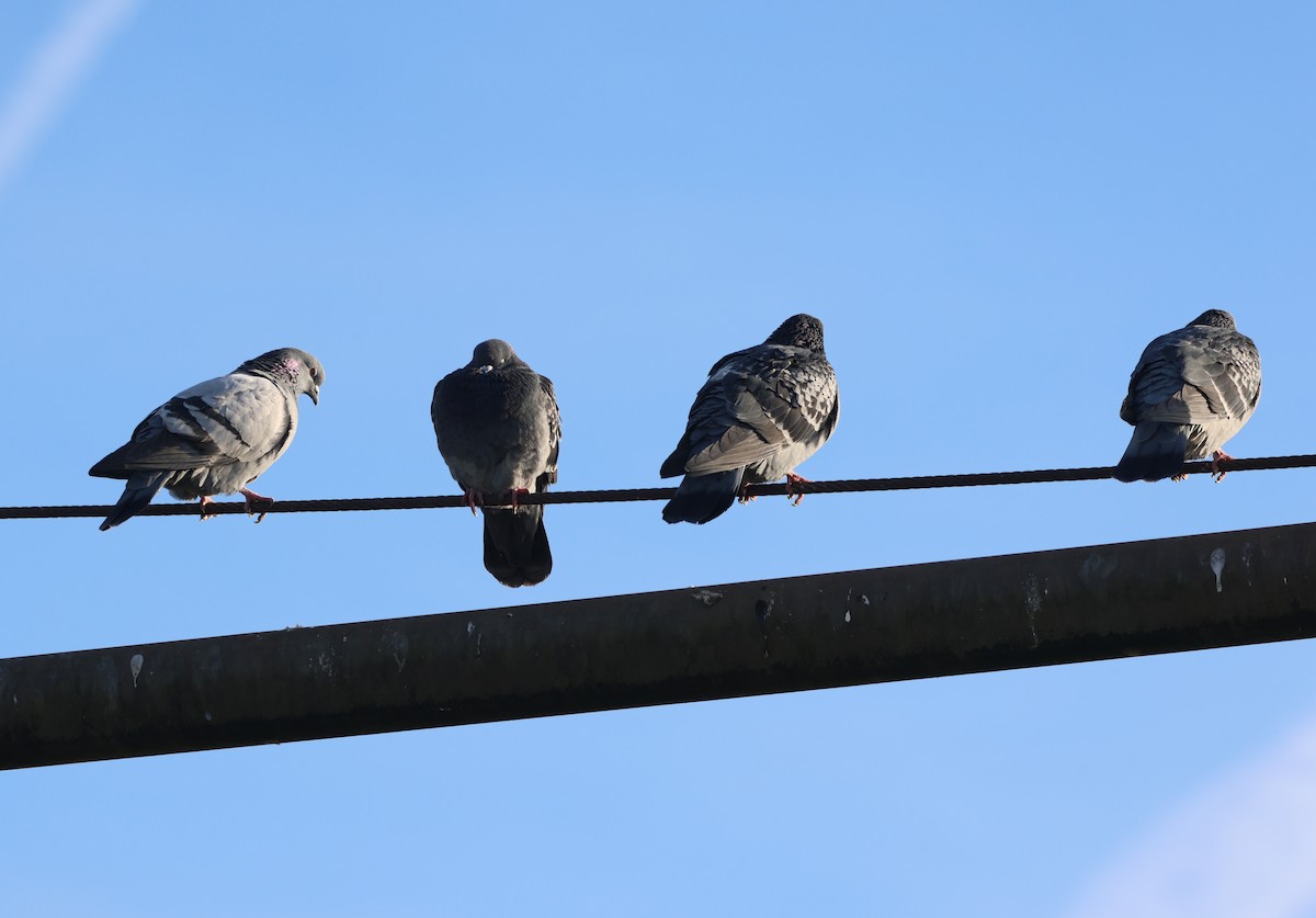 Kaya Güvercini (evcil tip) - ML646279187