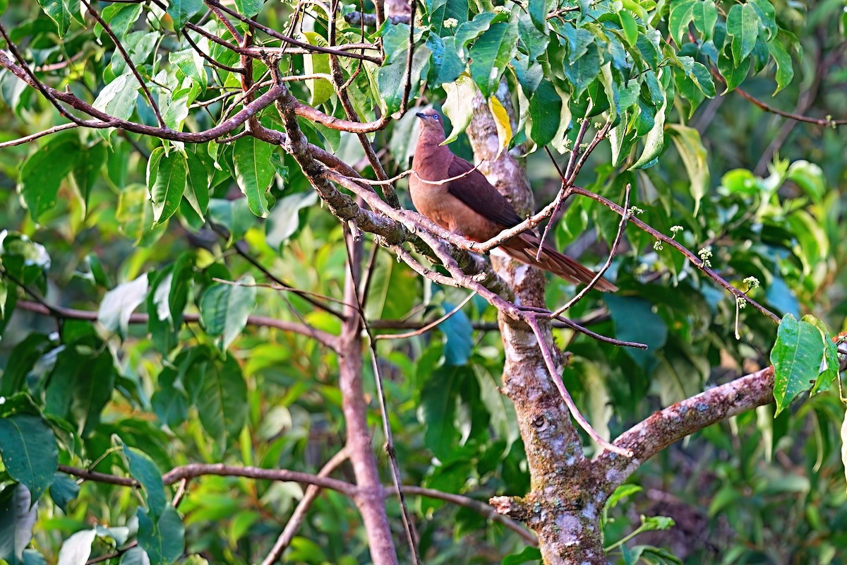 kanelgjøkdue - ML646279189