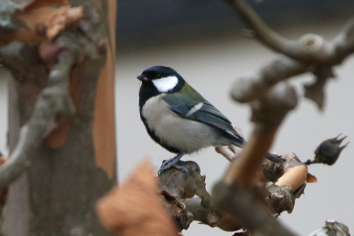 Asian Tit - ML646279192