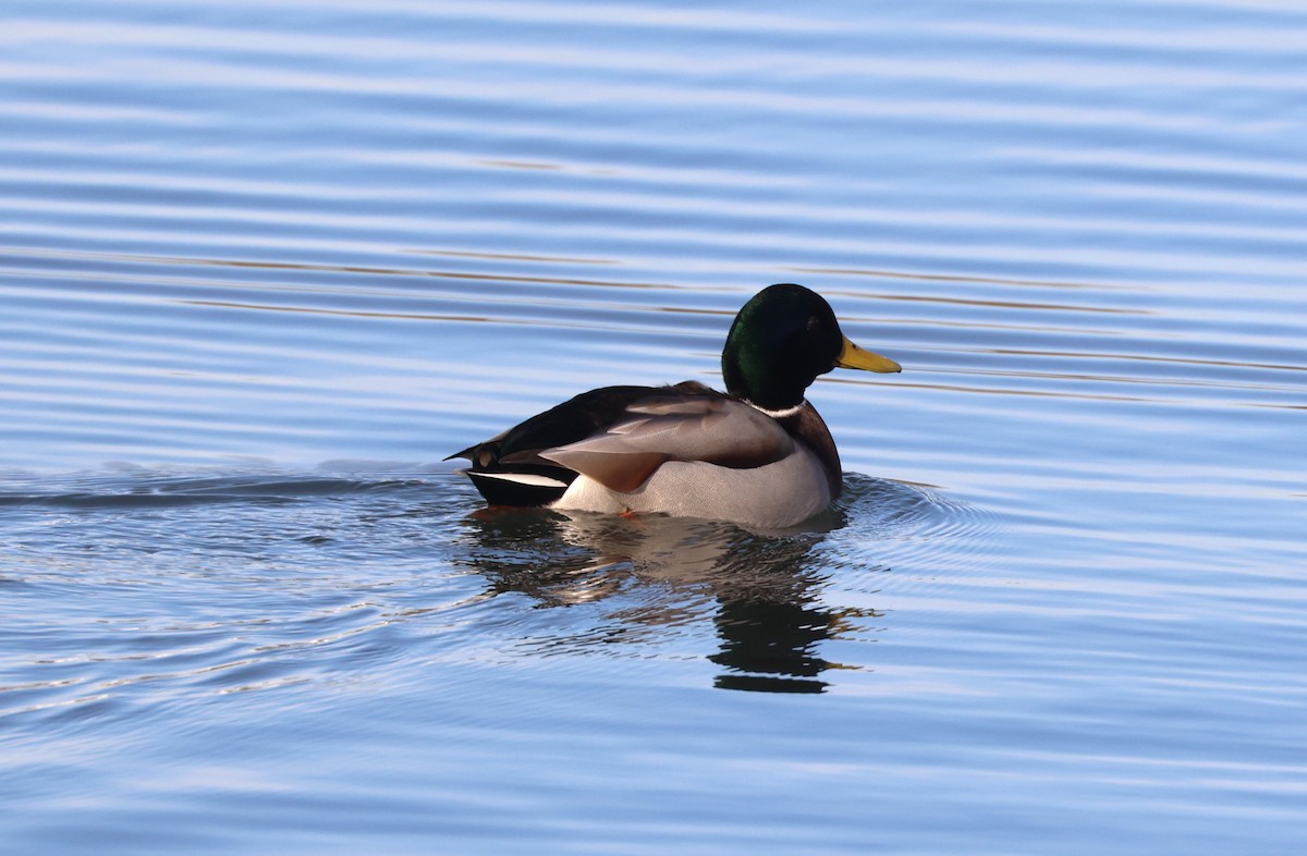 Canard colvert - ML646279198