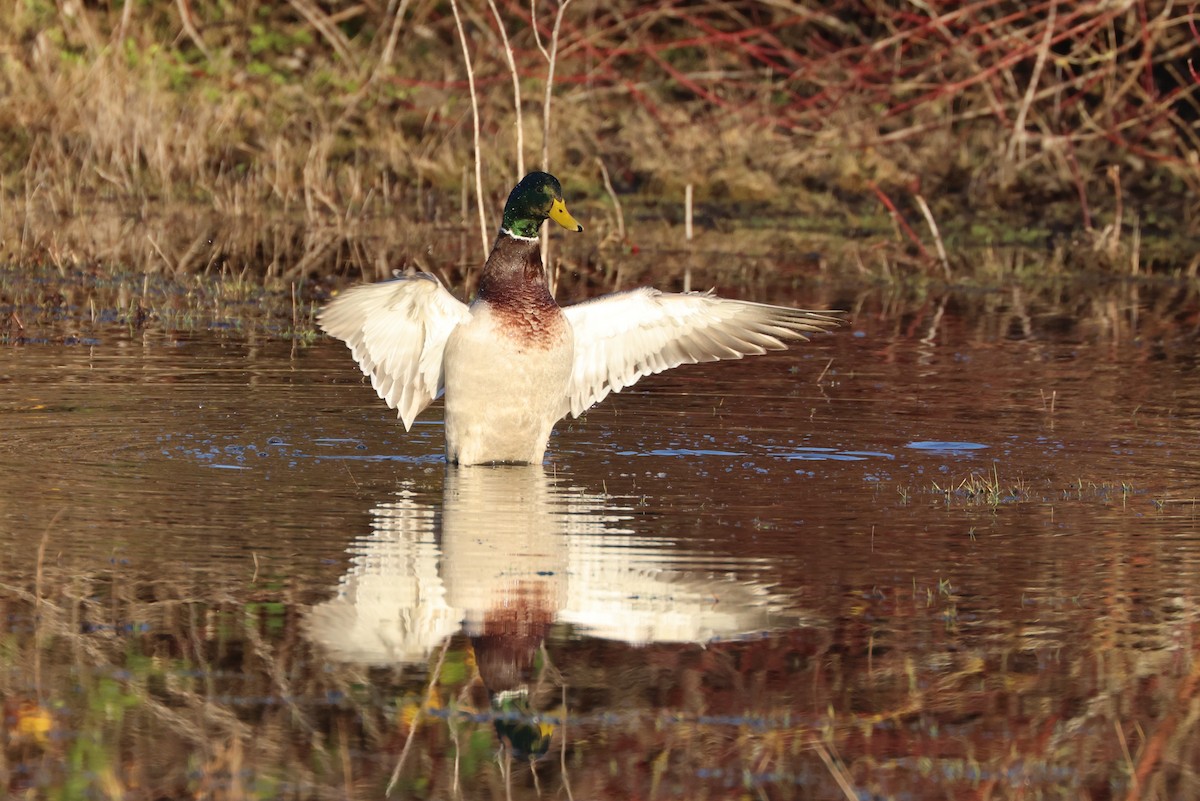 Canard colvert - ML646279200