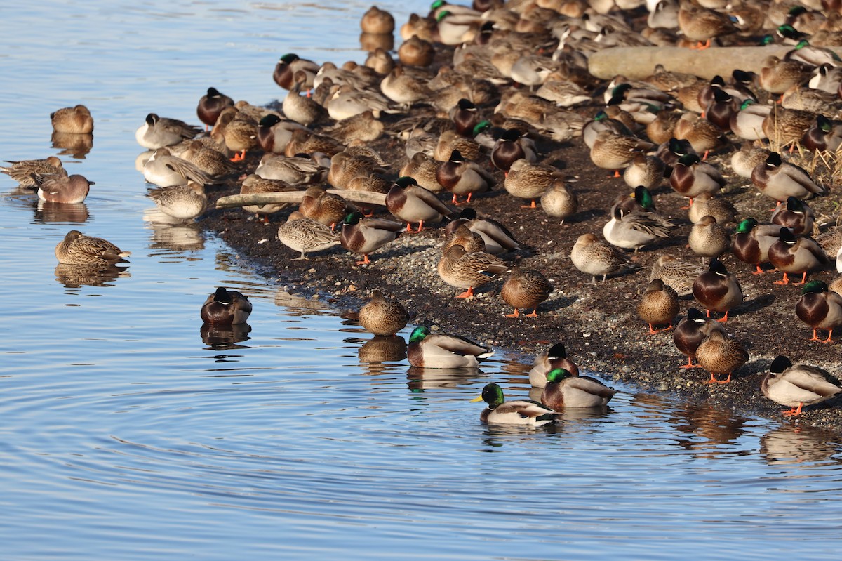 Canard colvert - ML646279201