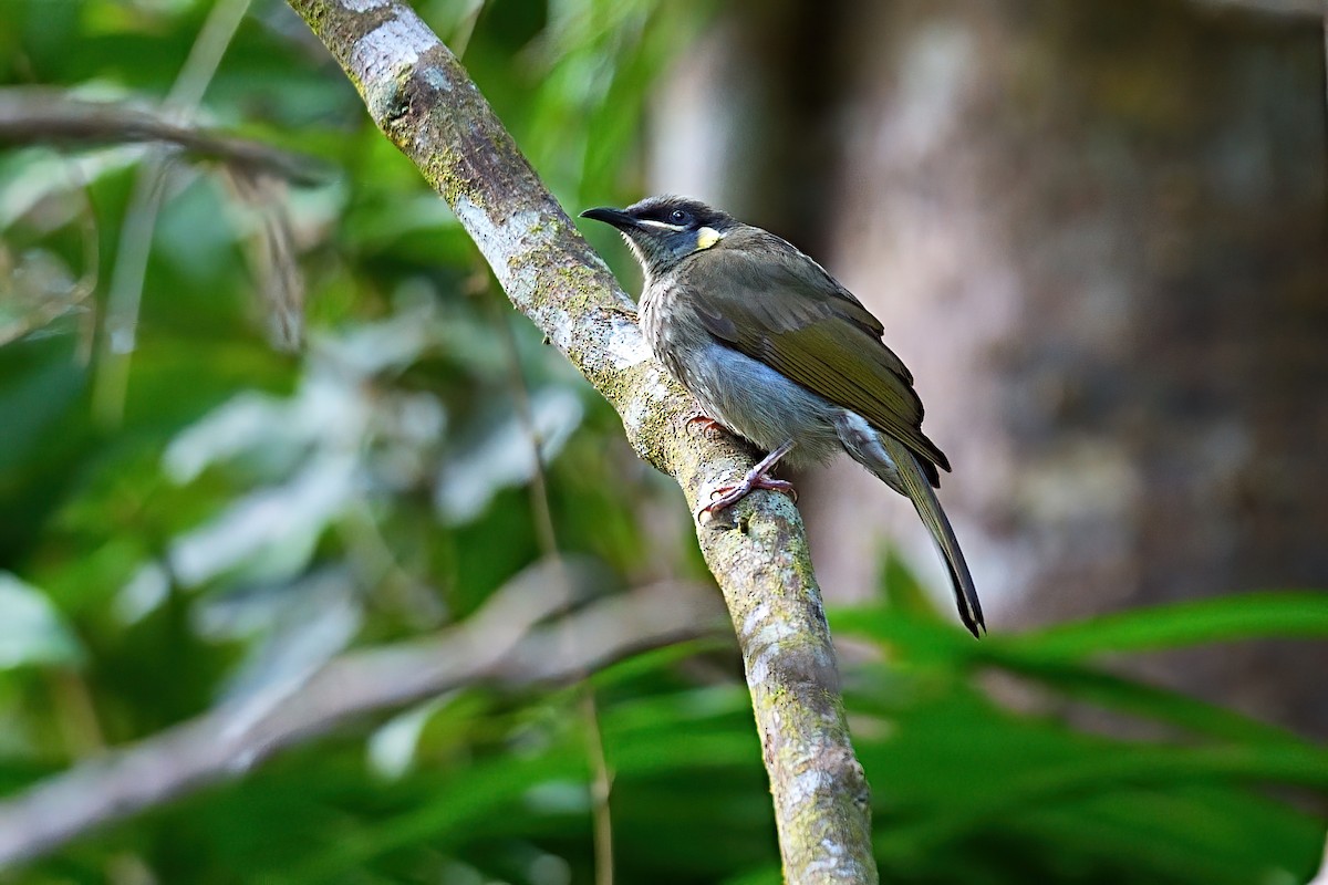 Méliphage de Lewin - ML646279204