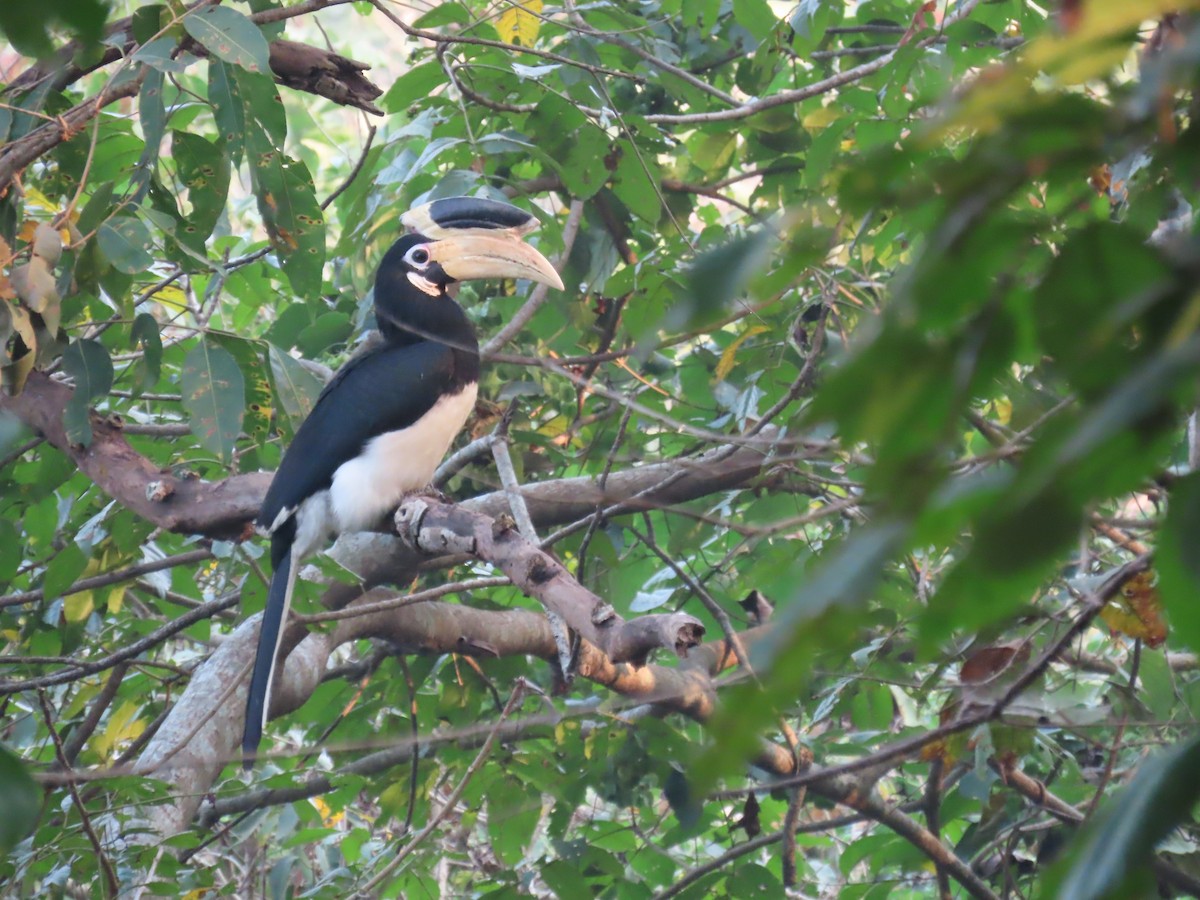 Calao de Malabar - ML646279205