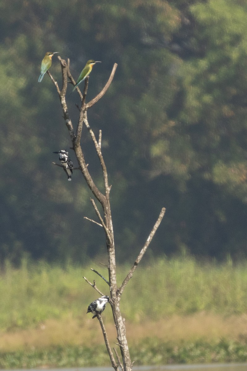 Martin-pêcheur pie - ML646279206