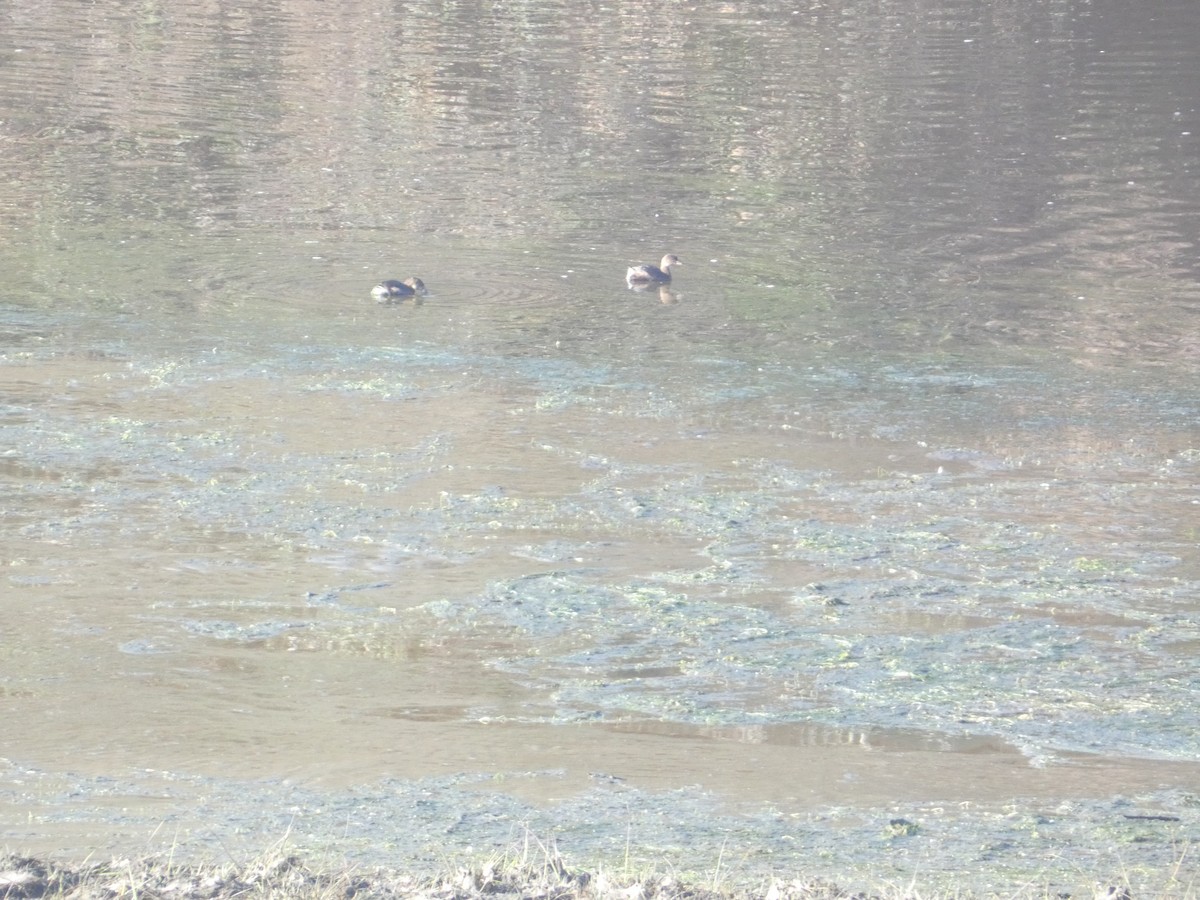 Grèbe à bec bigarré - ML646279207