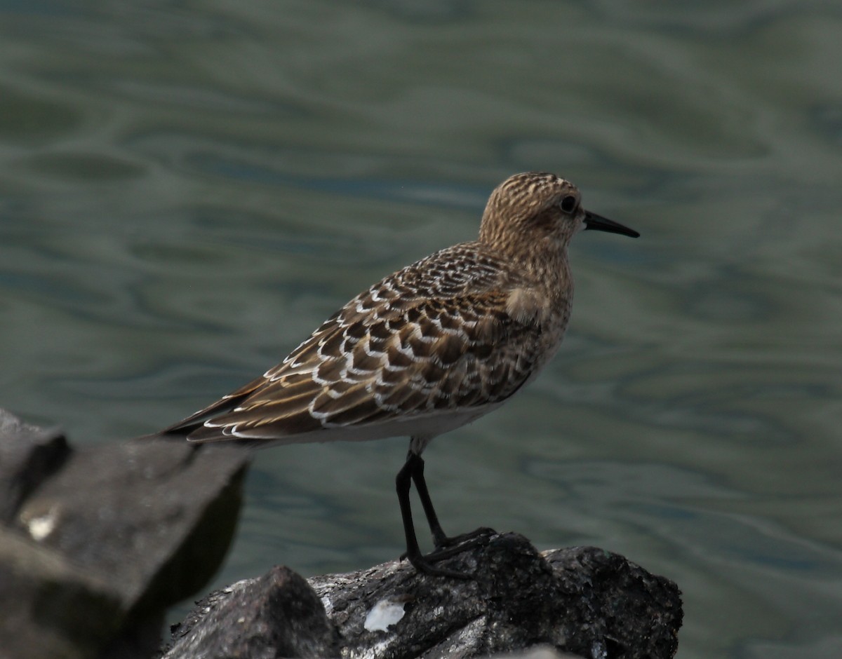 Bécasseau de Baird - ML646279210