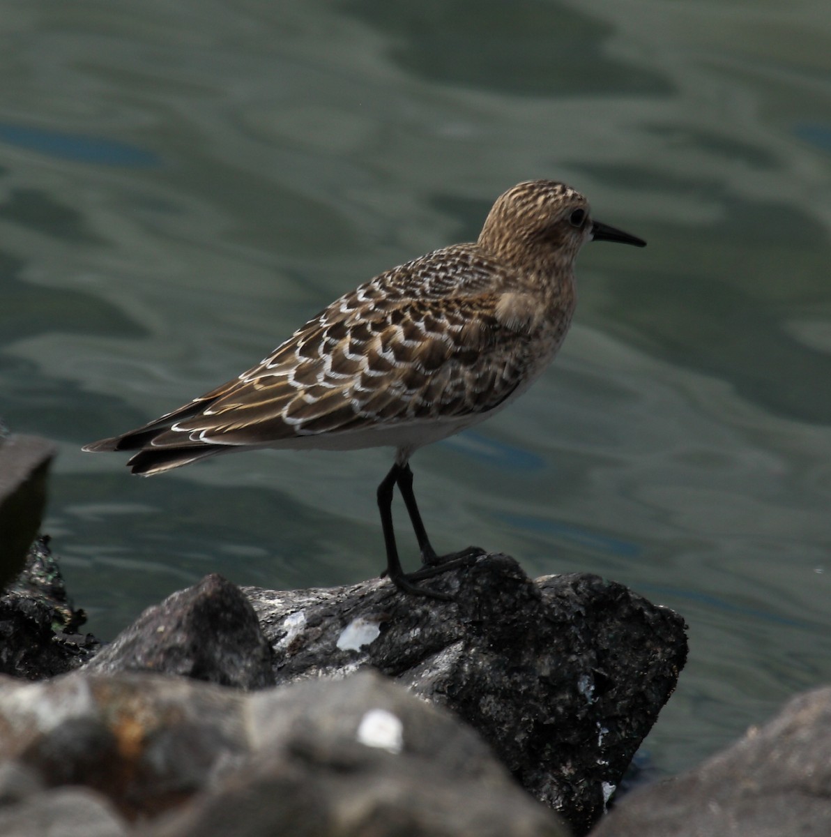 Bécasseau de Baird - ML646279211