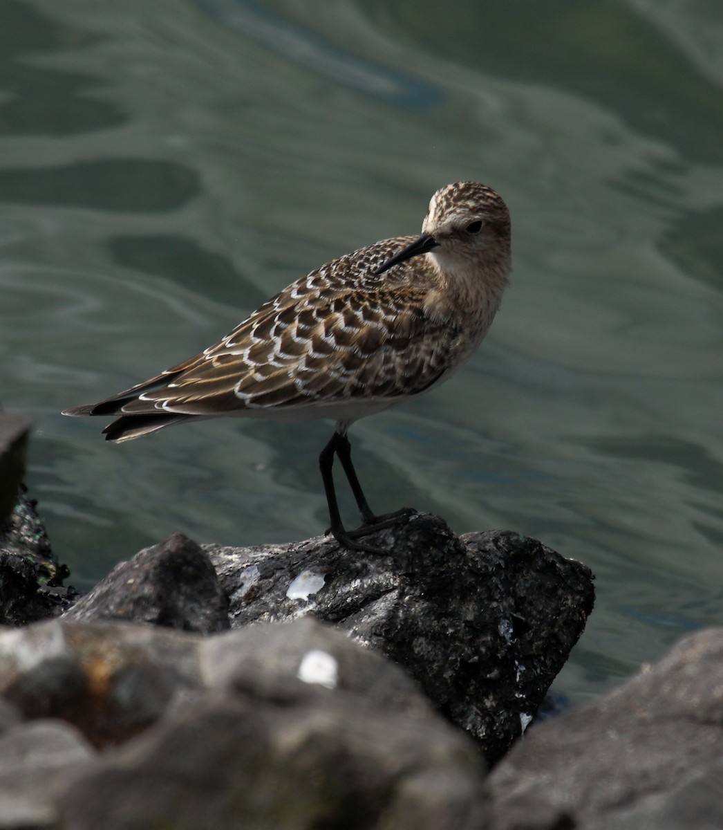 Bécasseau de Baird - ML646279212