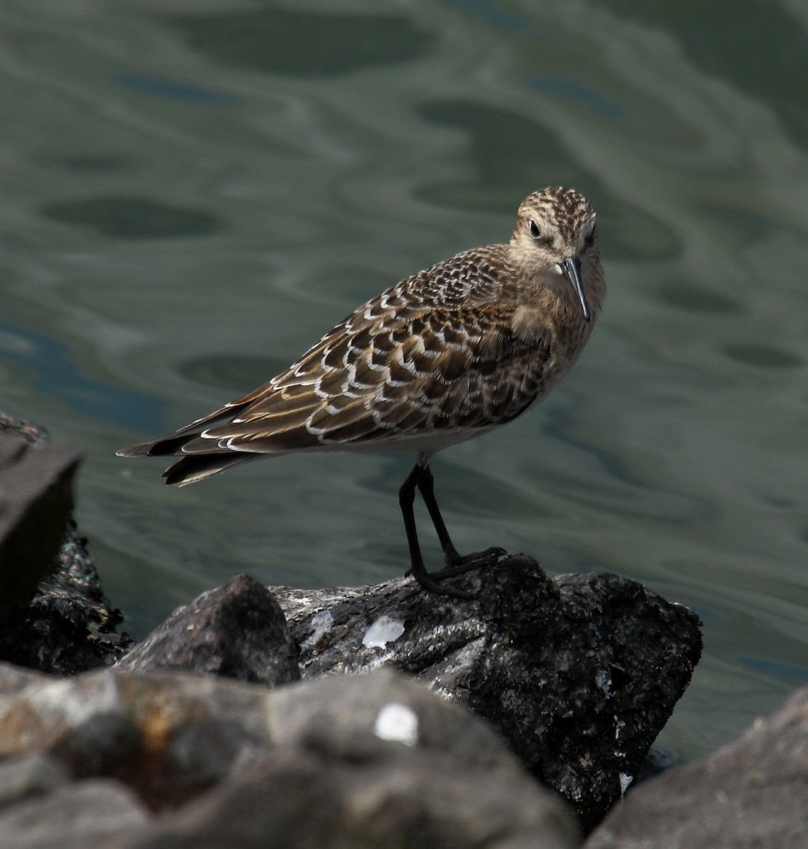 Bécasseau de Baird - ML646279213